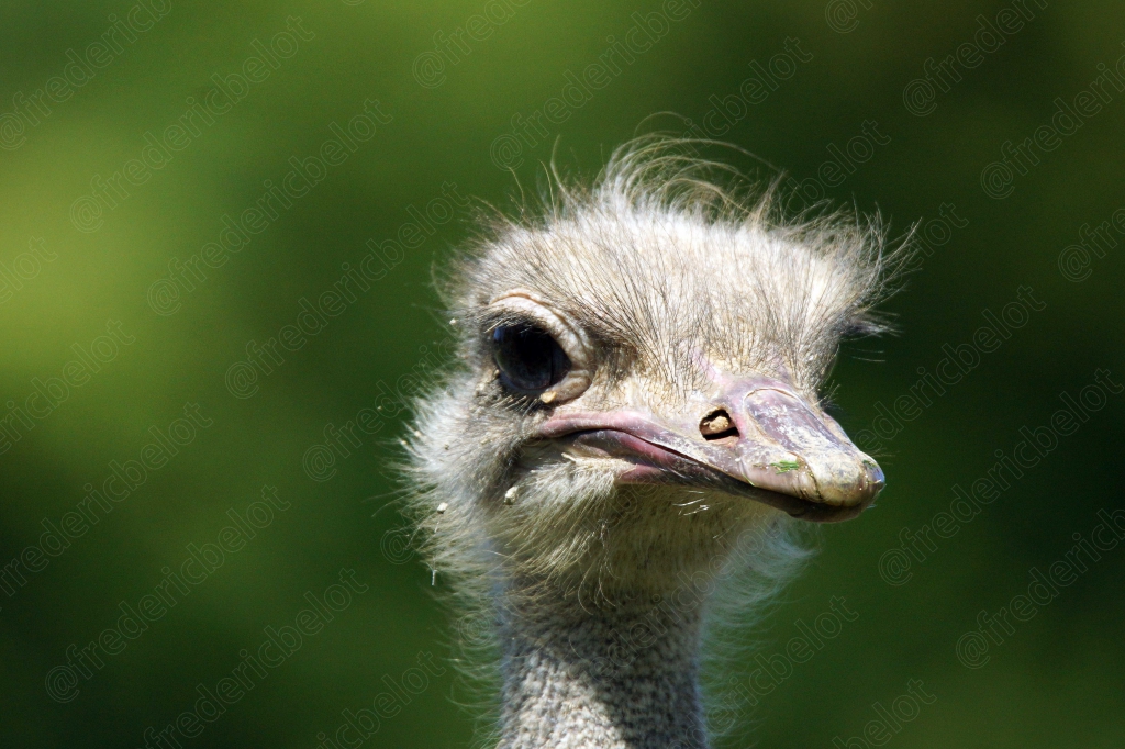 Une autruche au plumage ébouriffé regarde vers l'objectif.