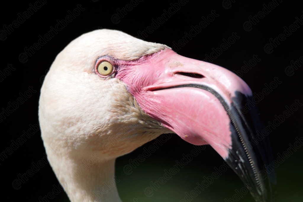 Portrait d'un flamant rose, œil et bec noir bien visibles.