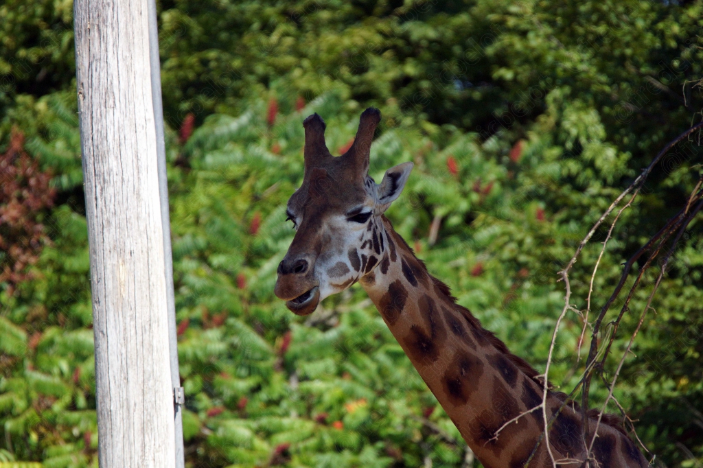 Portrait rapproché d'une girafe, tête et cou émergeant de la végétation.