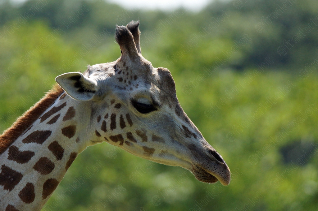 Portrait rapproché d'une girafe, motifs de sa robe bien visibles.