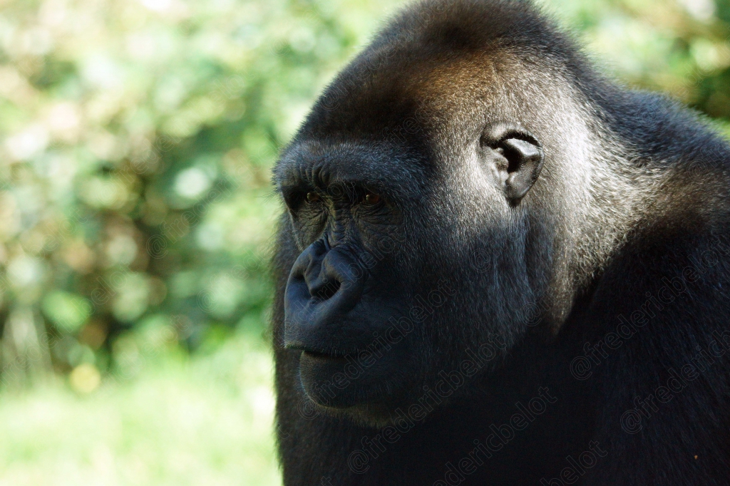Portrait de profil d'un gorille, musculature du dos visible.