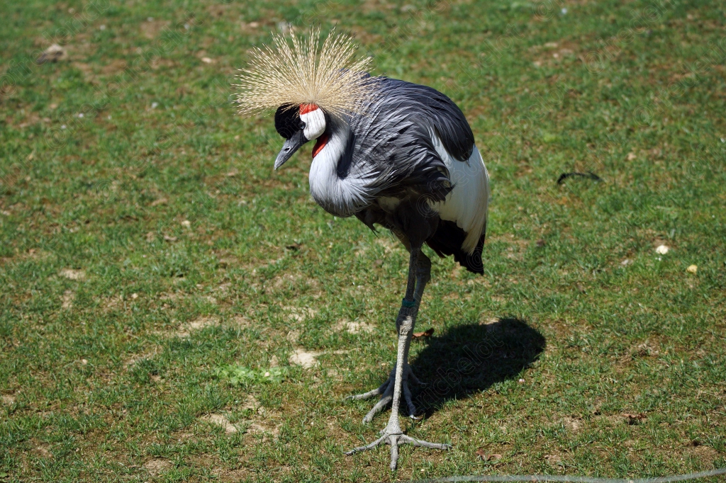 Une grue couronnée se tient debout dans l'herbe, ombre portée au sol.