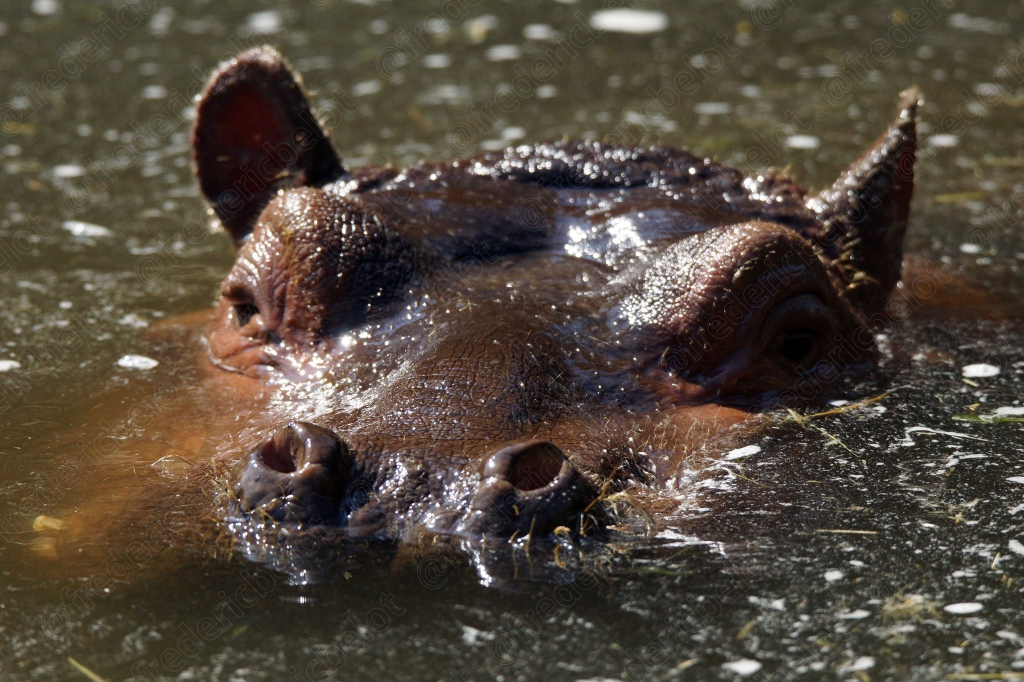 Un hippopotame se baigne, tête et oreilles émergeant de l'eau.