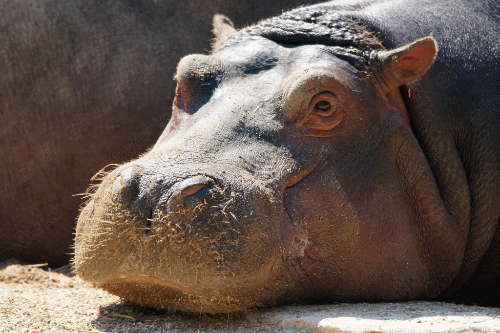 Portrait rapproché de la tête d'un hippopotame posée au bord de l'eau.