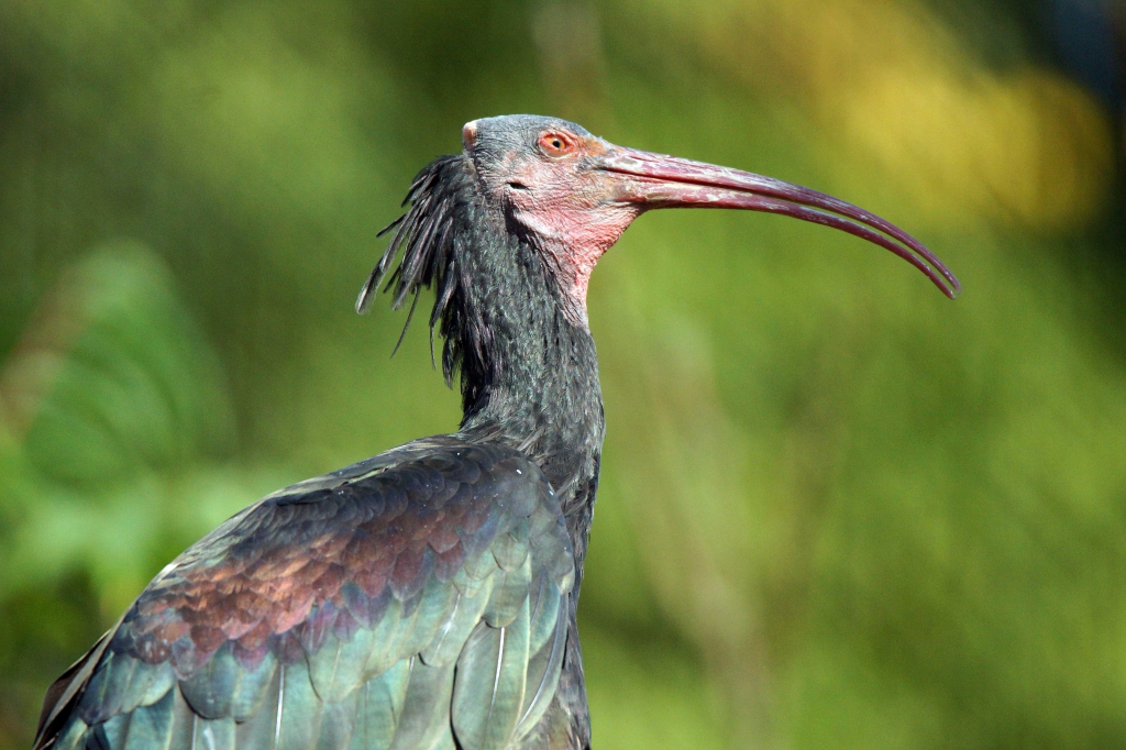 Un ibis huppé au plumage sombre et bec recourbé se tient dans la végétation.