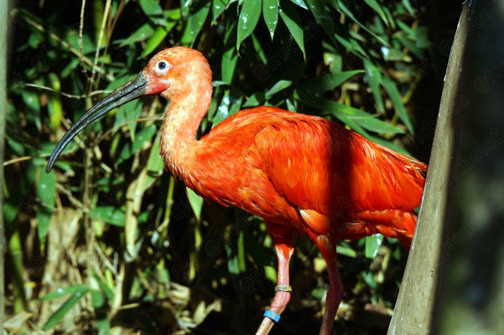Un ibis rouge éclatant se tient parmi les feuillages.