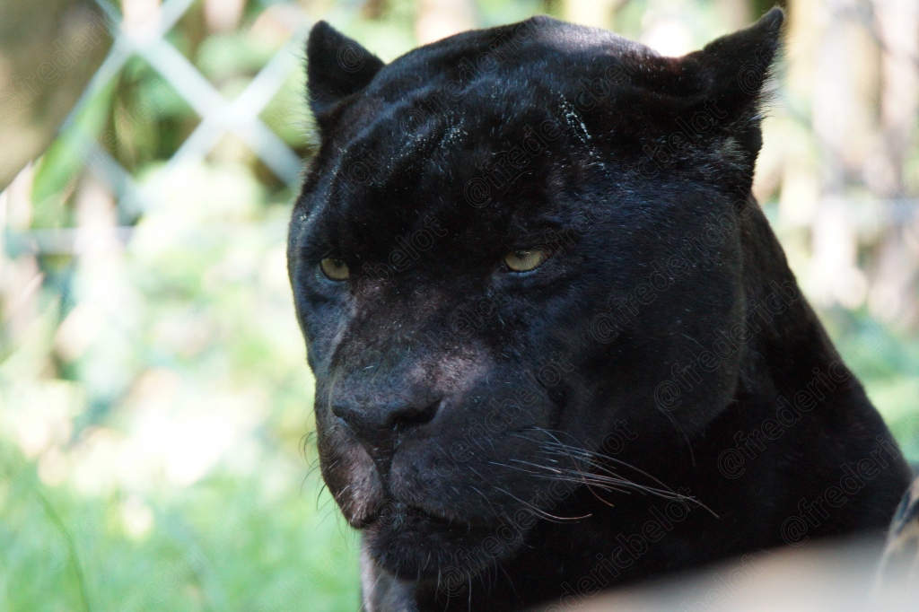 Portrait rapproché d'une panthère noire, regard perçant.