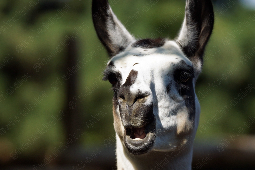 Portrait rapproché d'un lama blanc et noir, oreilles dressées.