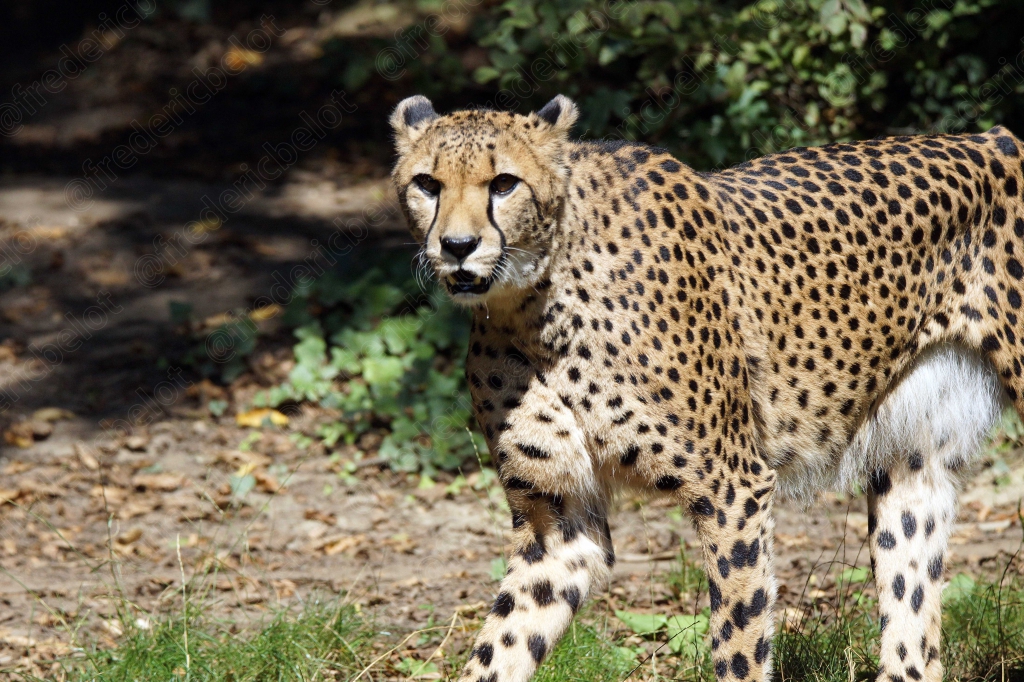 Un guépard se tient debout, regard vers l'objectif.