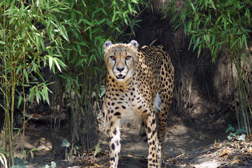 Un guépard se tient parmi les bambous, regard alerte.