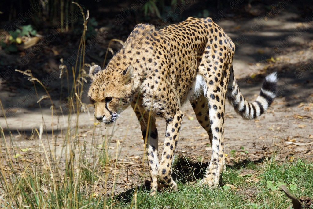 Un guépard marche dans l'herbe, tête baissée.
