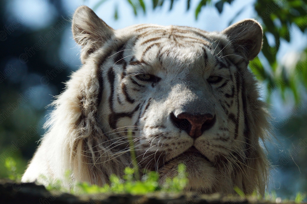 Portrait rapproché d'un tigre blanc, regard intense.