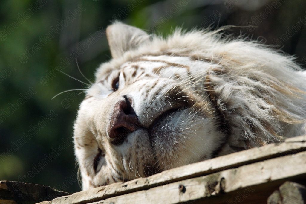 Un lion blanc allongé, tête posée sur ses pattes.