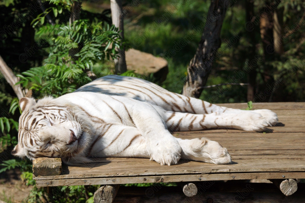 Un tigre blanc se repose allongé sur une plateforme en bois.
