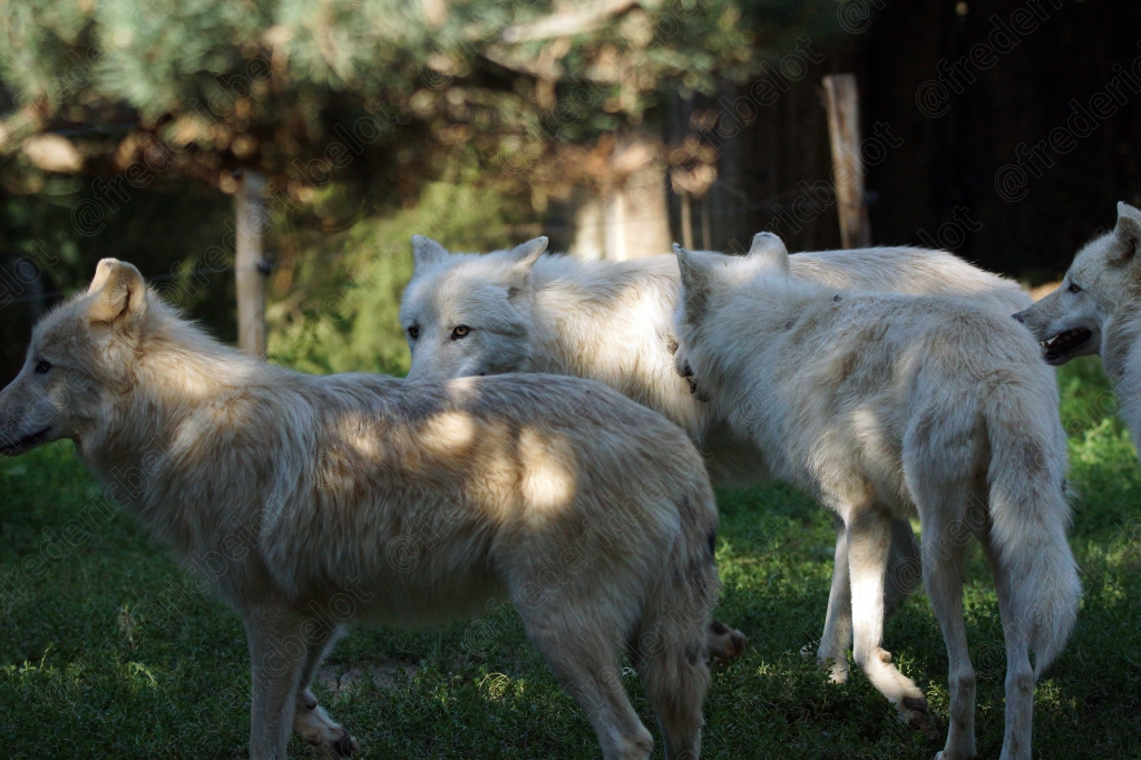 Un groupe de loups blancs se tient ensemble dans un enclos.
