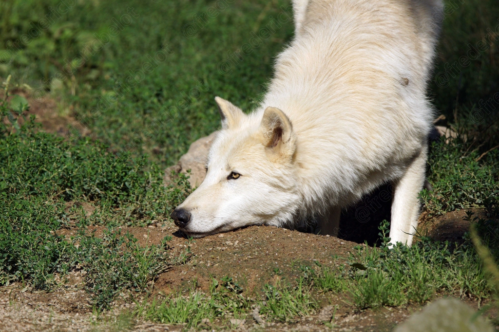 Un loup blanc renifle le sol, truffe humide.