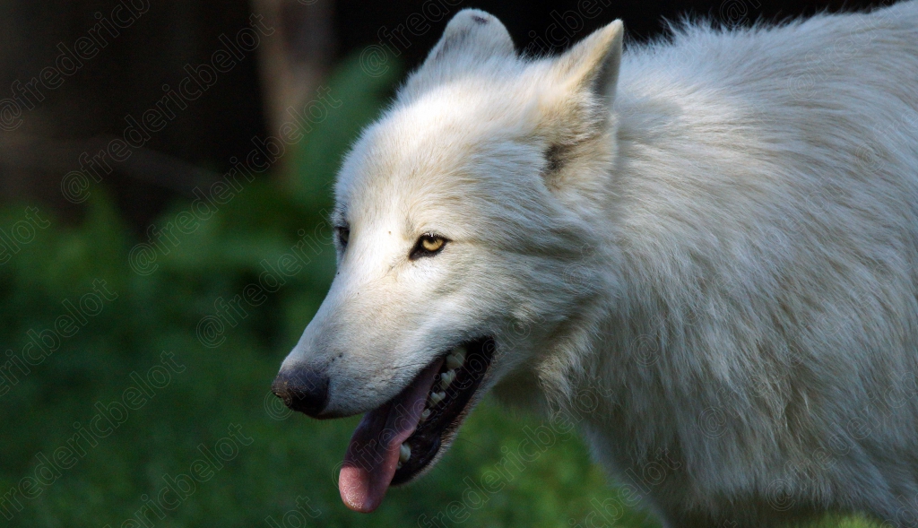 Portrait de profil d'un loup blanc, langue tirée.