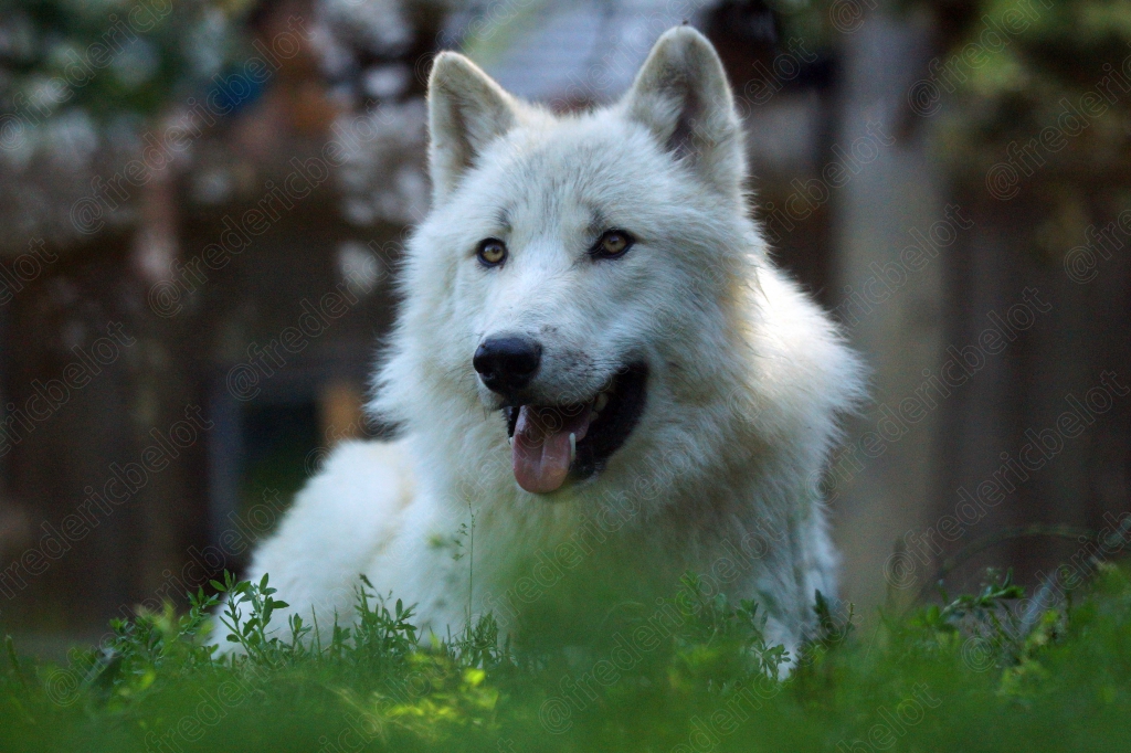 Portrait souriant d'un loup blanc, langue pendante.