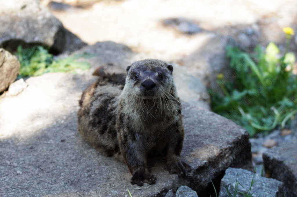 Une loutre se tient debout sur un rocher.