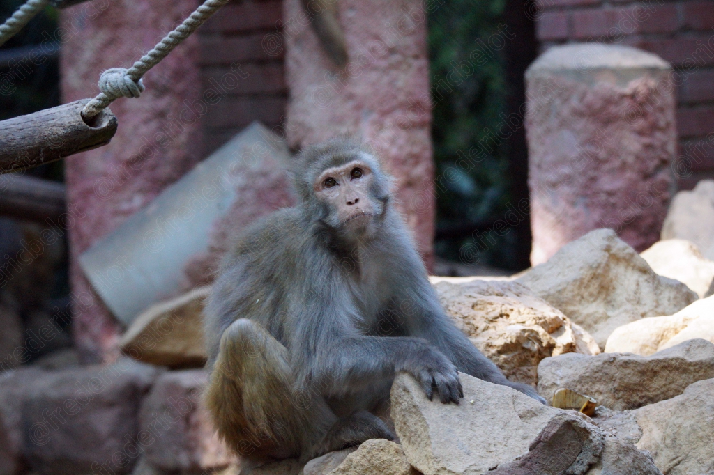 Un macaque assis parmi les rochers.