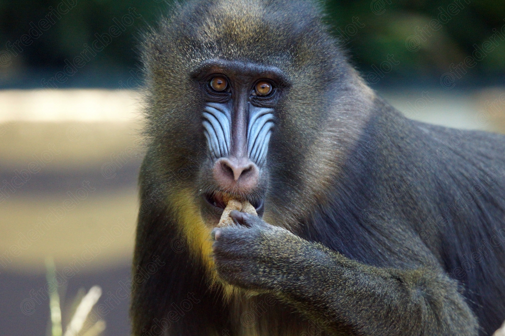 Un mandrill mâche de la nourriture, museau bleu et rouge caractéristique.