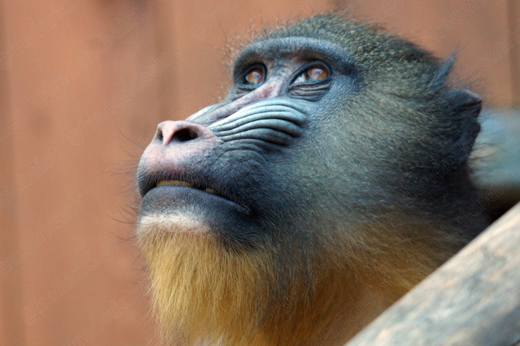 Portrait de profil d'un mandrill, museau bleu et barbe jaune.