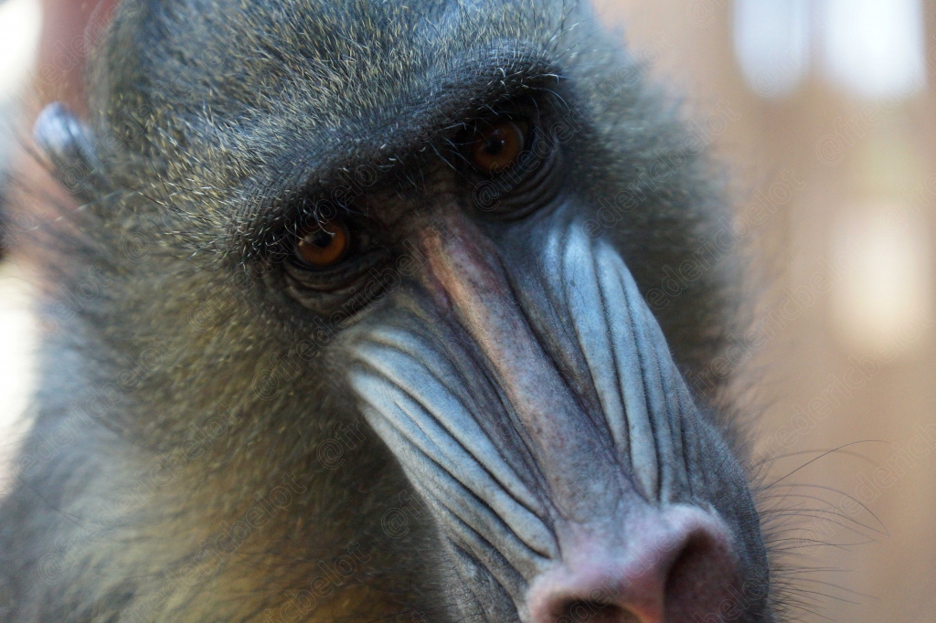 Portrait rapproché d'un mandrill, museau bleu et rouge en gros plan.