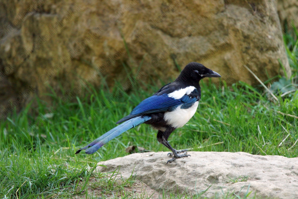 Une pie se tient debout sur un rocher dans l'herbe.