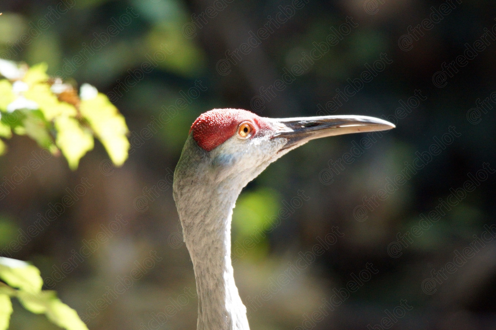 Portrait de profil d'une grue à couronne rouge.