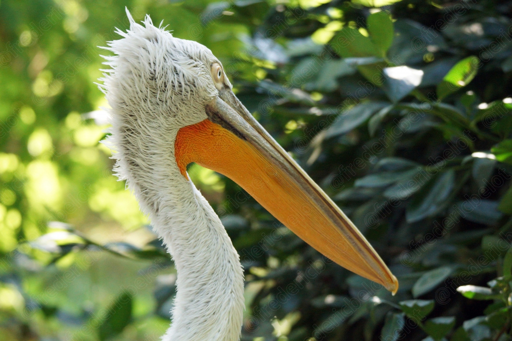 Portrait rapproché d'un pélican, huppe ébouriffée sur la tête.