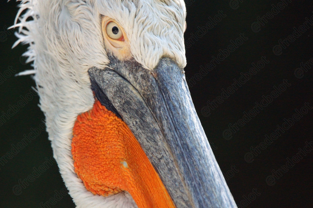 Portrait rapproché d'un pélican, bec orange et œil détaillés.