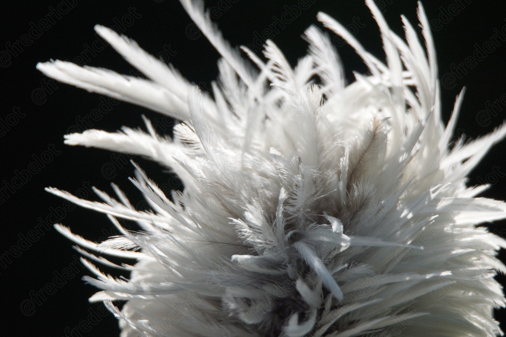 Gros plan sur le plumage duveteux blanc d'un oiseau.