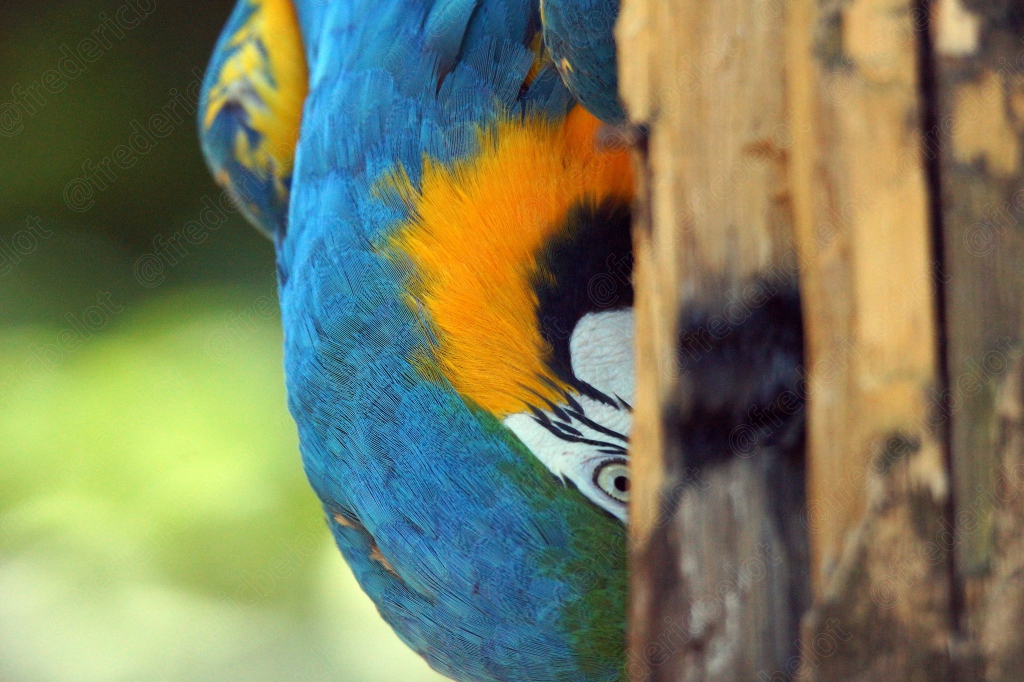 Gros plan sur le plumage coloré d'un martin-pêcheur géant.