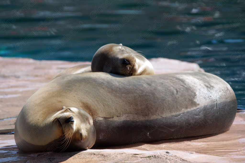 Deux otaries se reposent l'une sur l'autre sur un rocher.
