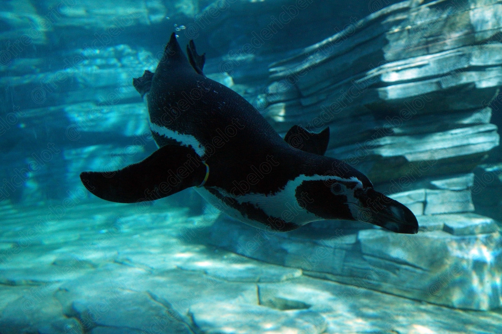 Un manchot nage sous l'eau dans un bassin turquoise.