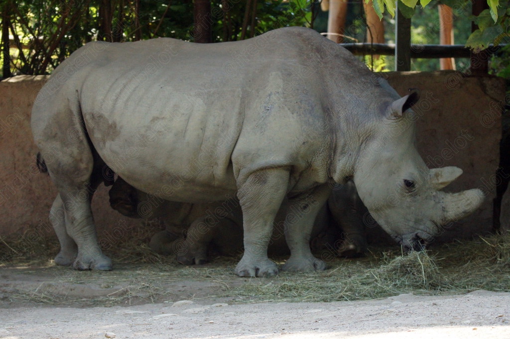 Deux rhinocéros blancs se tiennent côte à côte.
