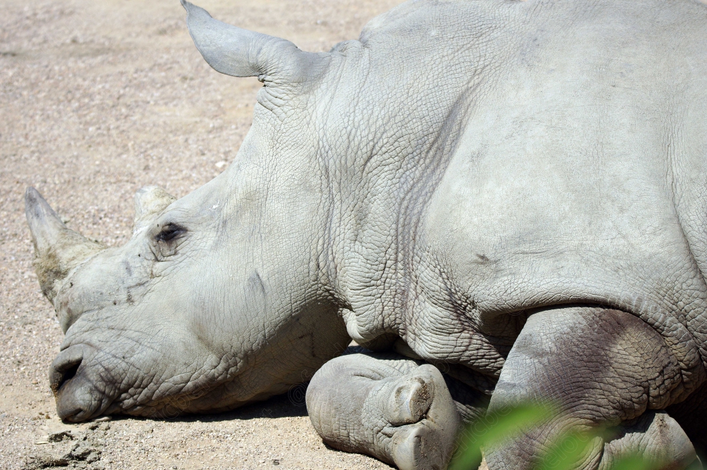 Portrait rapproché de la tête d'un rhinocéros blanc, deux cornes visibles.