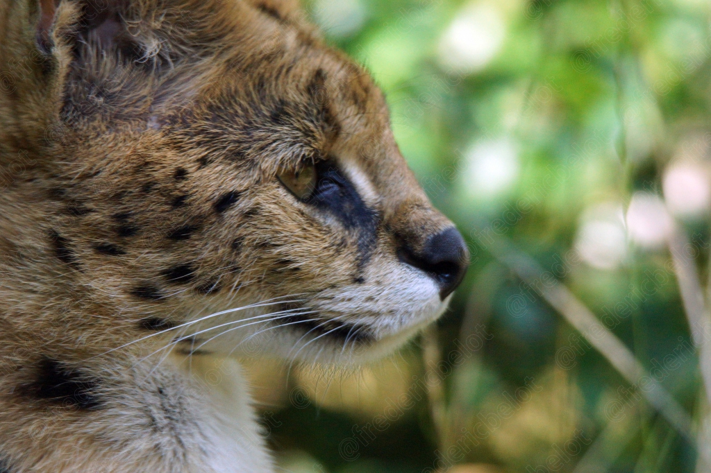 Portrait de profil d'un serval, oreilles pointues dressées.