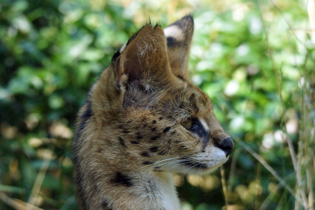 Portrait rapproché d'un serval, pelage tacheté détaillé.