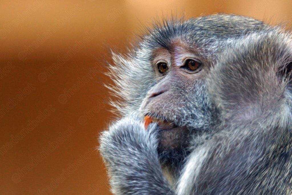 Deux macaques se toilettent mutuellement.