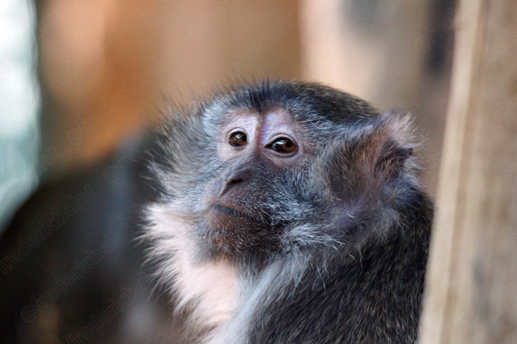 Portrait rapproché d'un macaque, regard attentif.