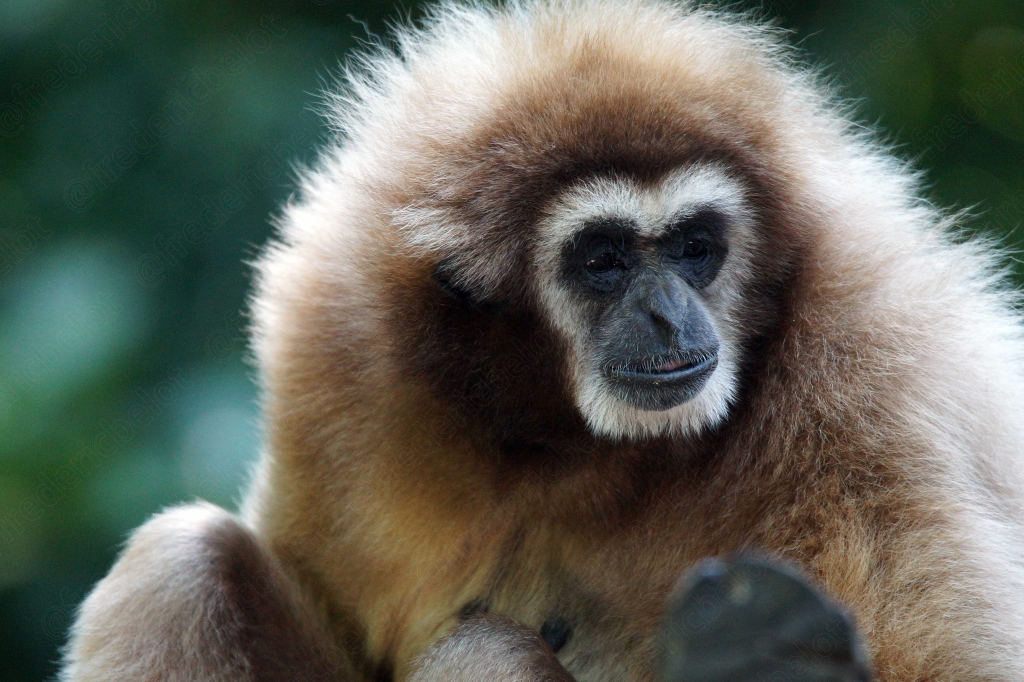 Portrait d'un gibbon à mains blanches, pelage clair caractéristique.