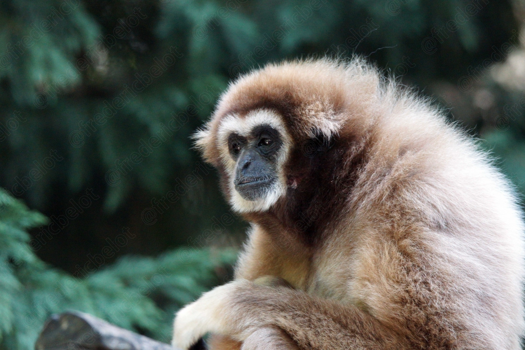 Un gibbon assis se gratte, pelage clair et visage sombre.