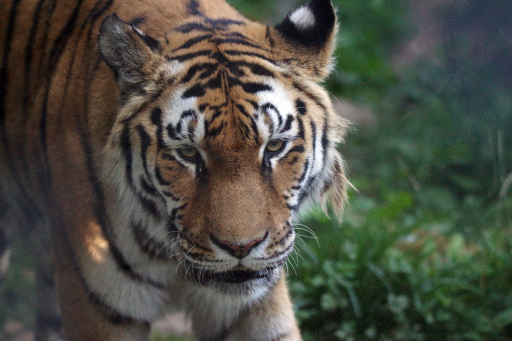 Portrait rapproché d'un tigre, regard perçant à travers les feuillages.