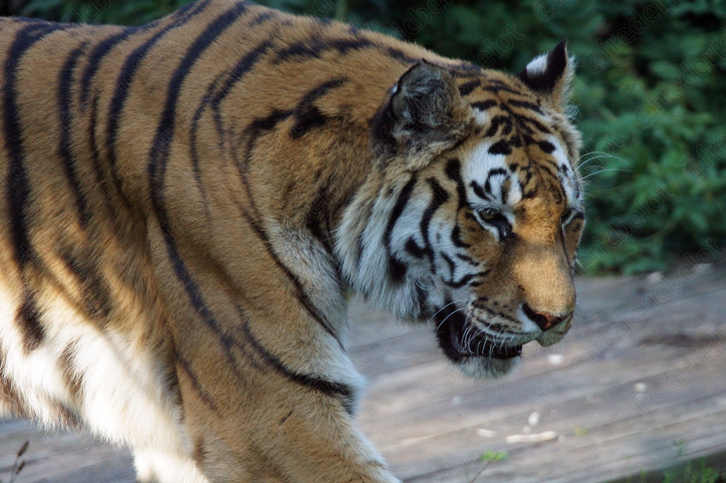 Un tigre marche de profil, rayures bien visibles.