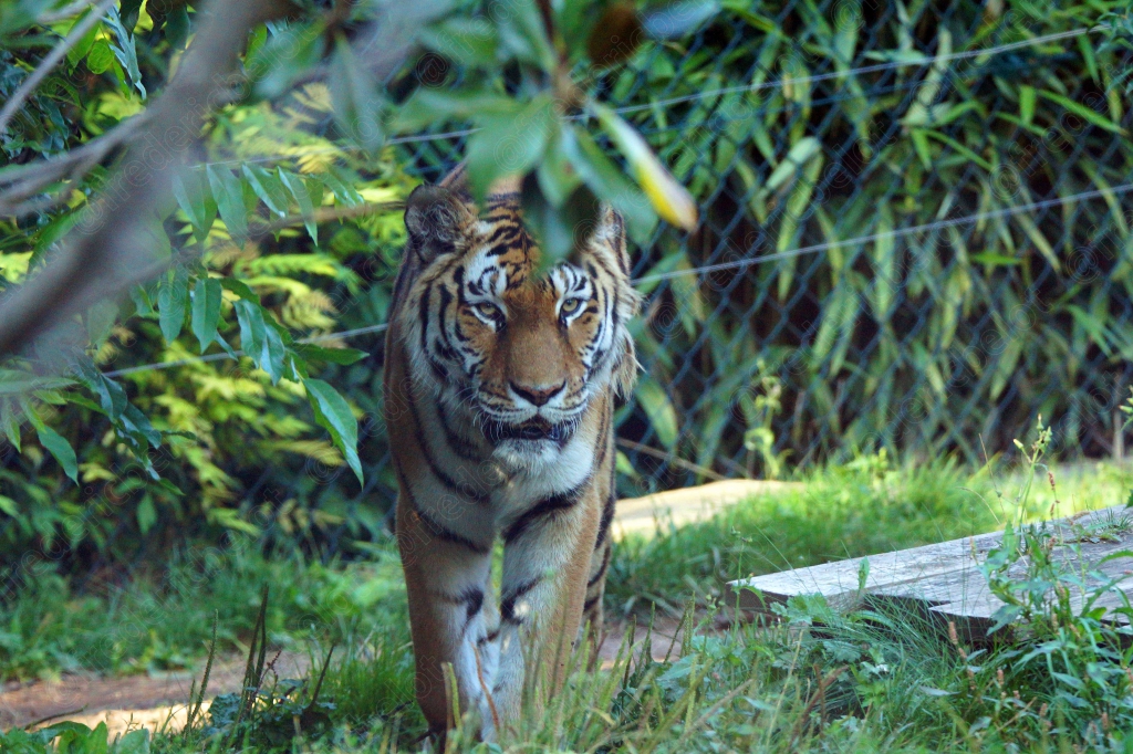 Un tigre se tient debout dans l'herbe, regard vers l'objectif.