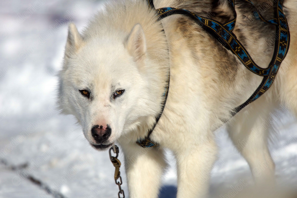 Un husky blanc et noir en harnais se tient debout dans la neige.
