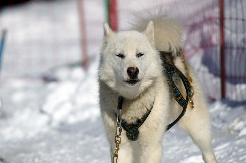 Un husky blanc en harnais se tient debout dans la neige.
