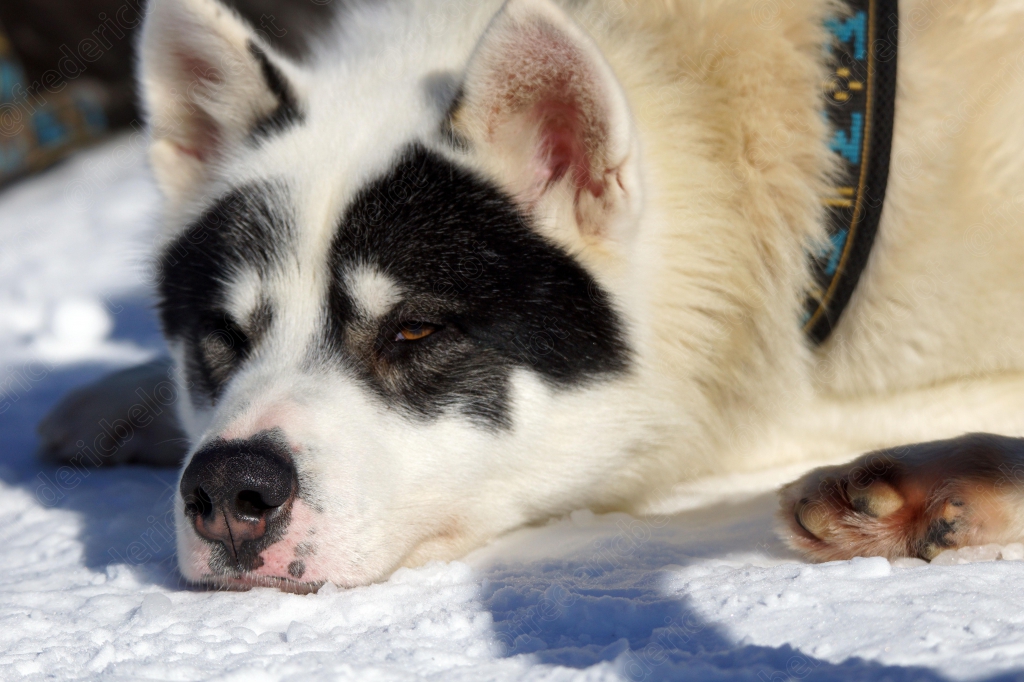 Un chiot husky blanc et noir se repose au soleil.