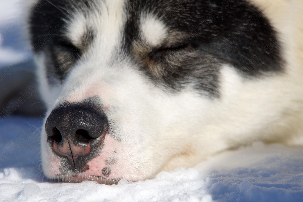 Gros plan sur le museau d'un husky endormi dans la neige.